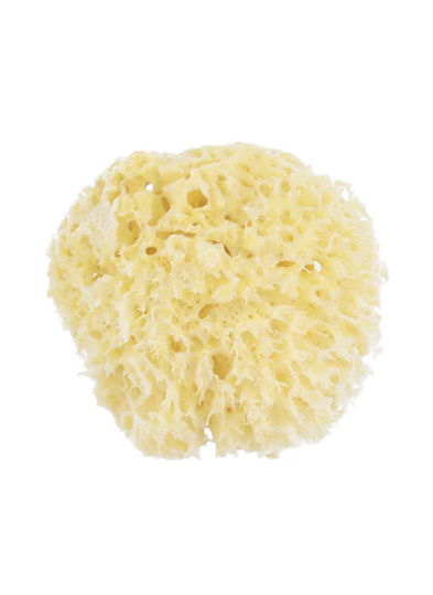 Hydrea Honeycomb Sea Sponge Small